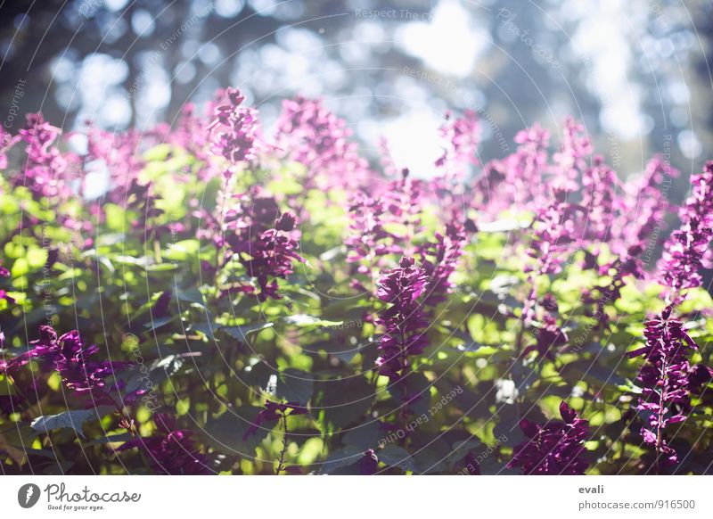 Frühling im Garten Pflanze Sonnenlicht Sommer Schönes Wetter Blume Sträucher Park Blühend grün violett Warmherzigkeit Frühlingsgefühle Frühlingstag