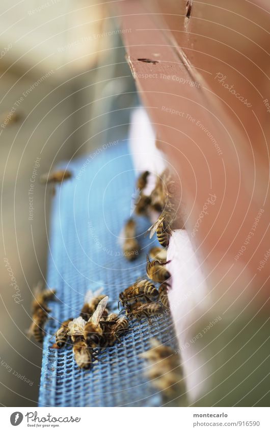 autsch Tier Nutztier Wildtier Biene Tiergruppe Schwarm entdecken wandern dünn authentisch einfach einzigartig klein nah natürlich Spitze wild weich blau braun