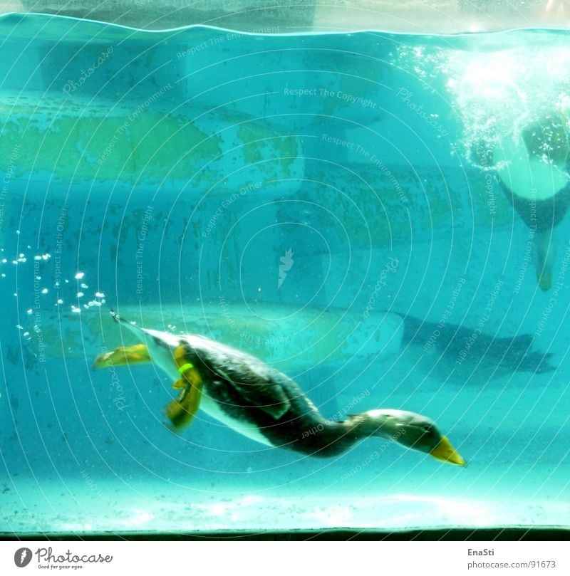 Abgetaucht. Zoo tauchen Unterwasseraufnahme Tier tief Ente Wasser blasen deep blau Water Duck Bobble Blubbern