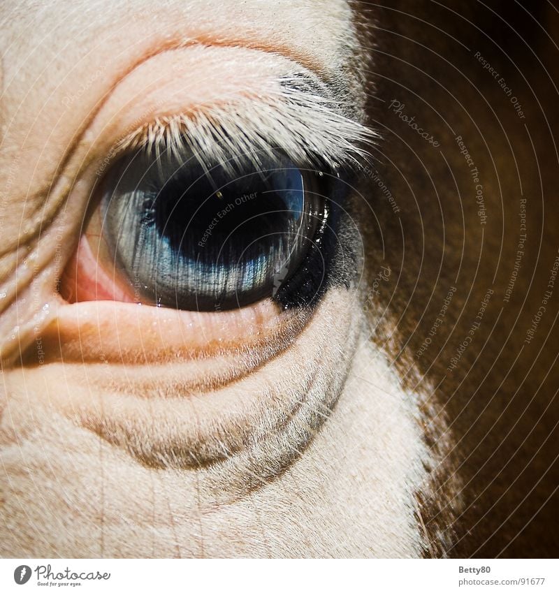 Fischauge Pferd Pferdeauge Wimpern Pupille weiß Blick Säugetier Makroaufnahme Nahaufnahme Auge Lidfalte blau Regenbogenhaut Momentaufnahme Blick in die Kamera