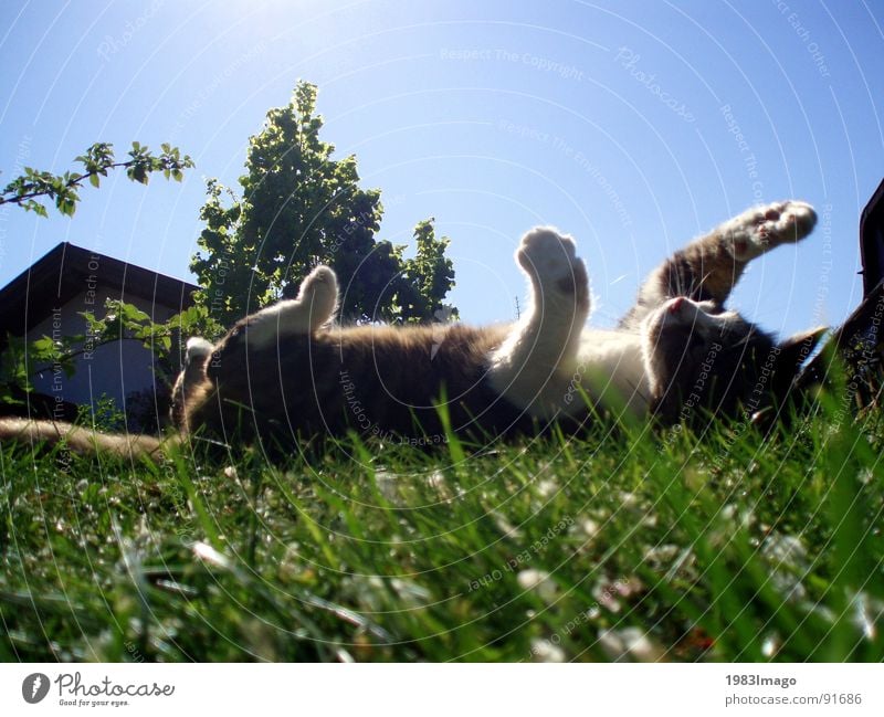 Katzenglück Pfote Wiese Tier Haustier Stofftiere Sommertag Säugetier Sonne Sonnenkatze Katzenleben