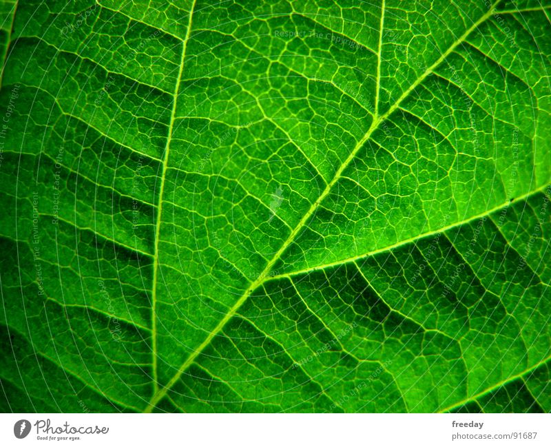 ::: Chlorophyll 2.0 ::: Hintergrundbild Unikat Baum Romantik mehrfarbig nah Photosynthese reif grün Blatt Götter Pflanze hellgrün dreidimensional Gefäße