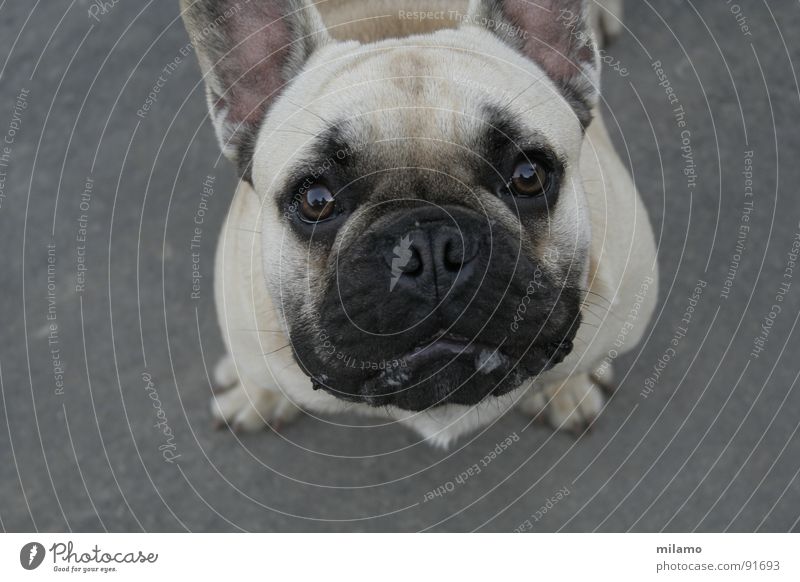 Ottos Mops? Hund beige schwarz Neugier Schnauze Reflexion & Spiegelung Vogelperspektive Säugetier Auge Maul Sabber