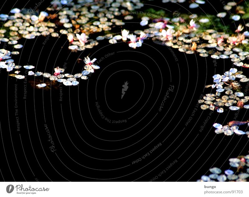 Dunkle Tränen Teich Reflexion & Spiegelung Blüte Muster dunkel Oberfläche Wasser reflektion blüttenblätter bedecken Strukturen & Formen blättchen
