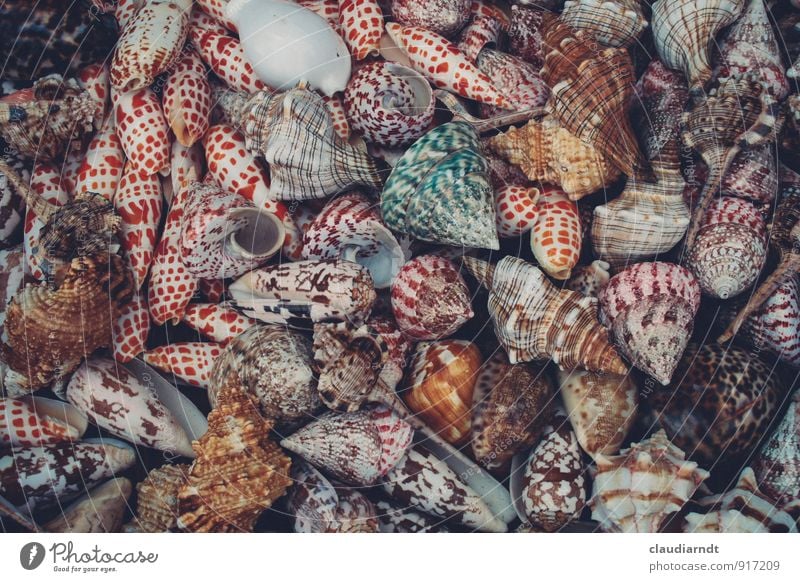 Leerstand Tier Schnecke Muschel viele mehrfarbig Schneckenhaus Muschelschale Sammlung Meerestier Meeresfrüchte Souvenir Farbfoto Detailaufnahme Menschenleer Tag