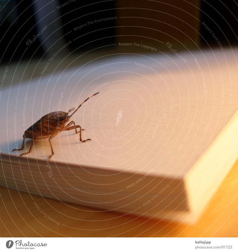die verwandlung Schiffsbug Ungeheuer Insekt Fühler blind Laus krabbeln kratzen Schädlinge Buch Block Kurzgeschichte Tier Käfer insect Gefühle papierblock sido
