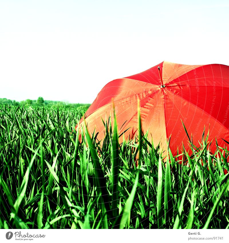 reingelegt charmant Sonnenschirm Schutzausrüstung Regenschirm rot Sommer Feld Kornfeld frisch mehrfarbig grün-rot Landwirtschaft Wind Halm Bewegung abgeschirmt