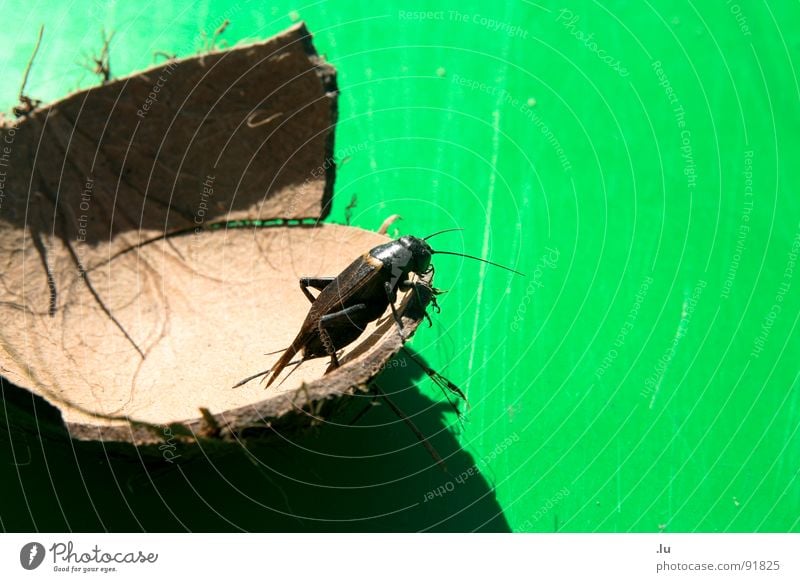 #404 Titel nicht gefunden Tier Insekt springen grün Kokosnuss hässlich Fühler klein Kratzer hüpfen Gemeine Küchenschabe Schaben Angst Panik Käfer