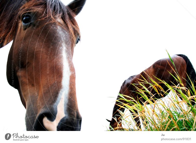 _ langes Gesicht Pferd Fressen Blick Freundschaft Freisteller Gras Wiese erstaunt staunen Säugetier langes Gesicht machen was passiert Geruch Partner vorwärts