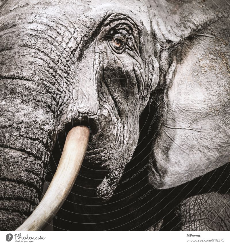 dickhäutig Tier 1 alt Elefant Stoßzähne Auge Ohr Falte rau grau Traurigkeit Angesicht zu Angesicht bedrohlich Gedeckte Farben Nahaufnahme Menschenleer