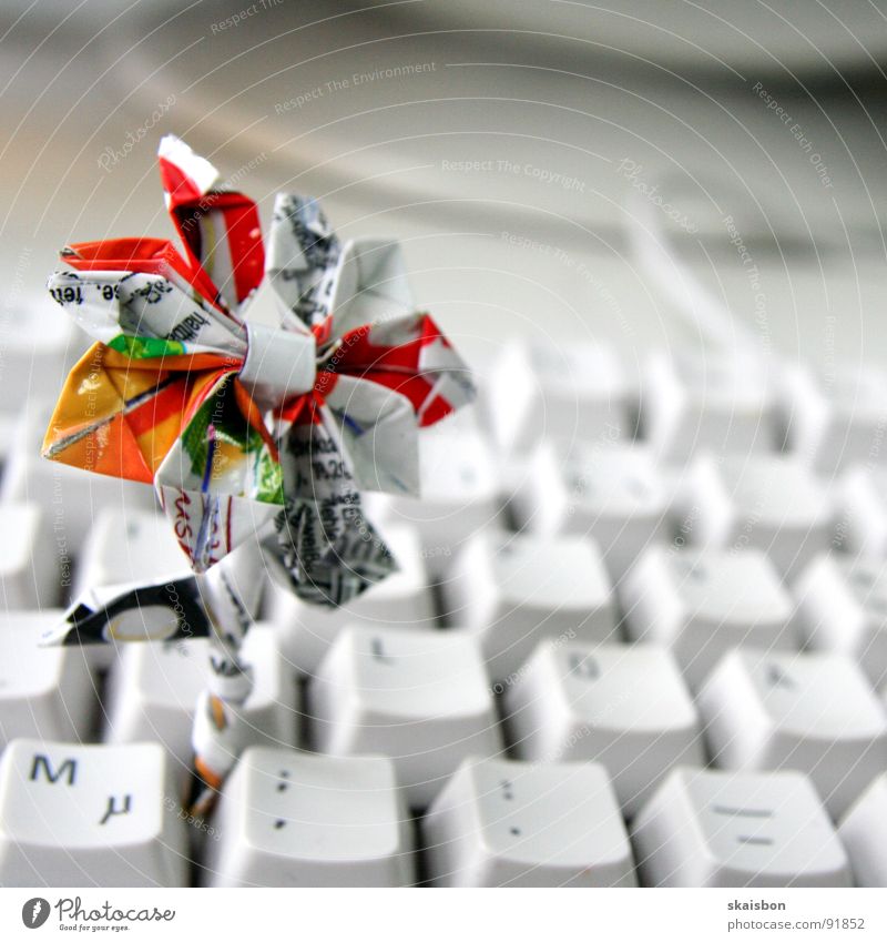 euphorbia duplerima Süßwaren Ernährung Freude Basteln Tastatur Kabel Blume Verpackung berühren Kommunizieren lecker weiß Wachsamkeit Überraschung Kreativität