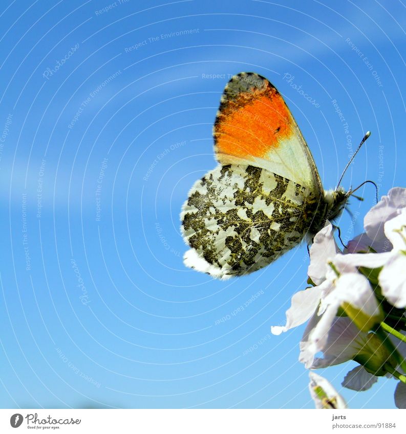 Schönes Ding, so`n Schmetterling Wiese Blume Blüte mehrfarbig Sommer schön Natur Himmel blau Flügel Freiheit jarts