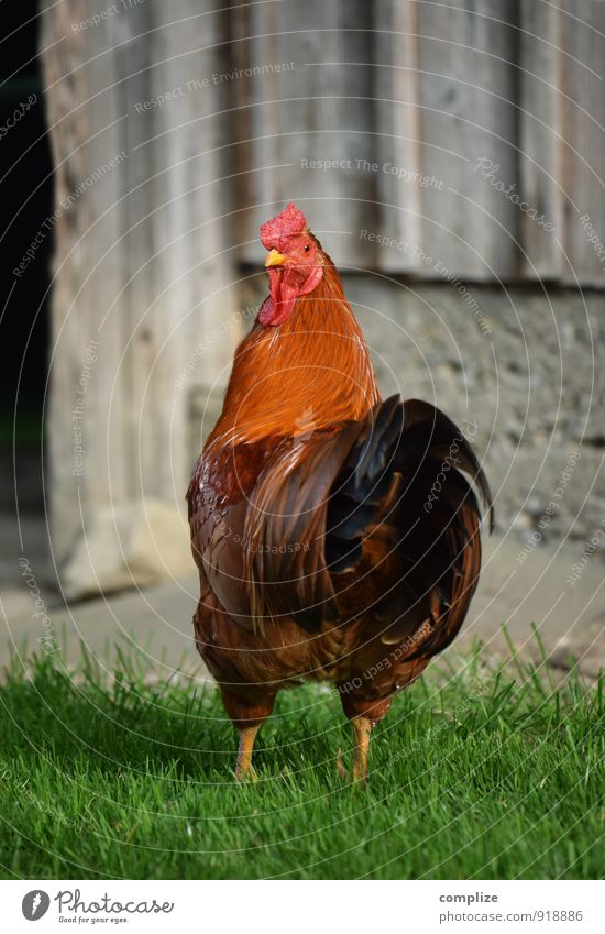 Wecker Lebensmittel Fleisch Ernährung Frühstück Bioprodukte Gartenarbeit Nutzpflanze Feld Tier Nutztier Vogel Kommunizieren Häusliches Leben Verlässlichkeit