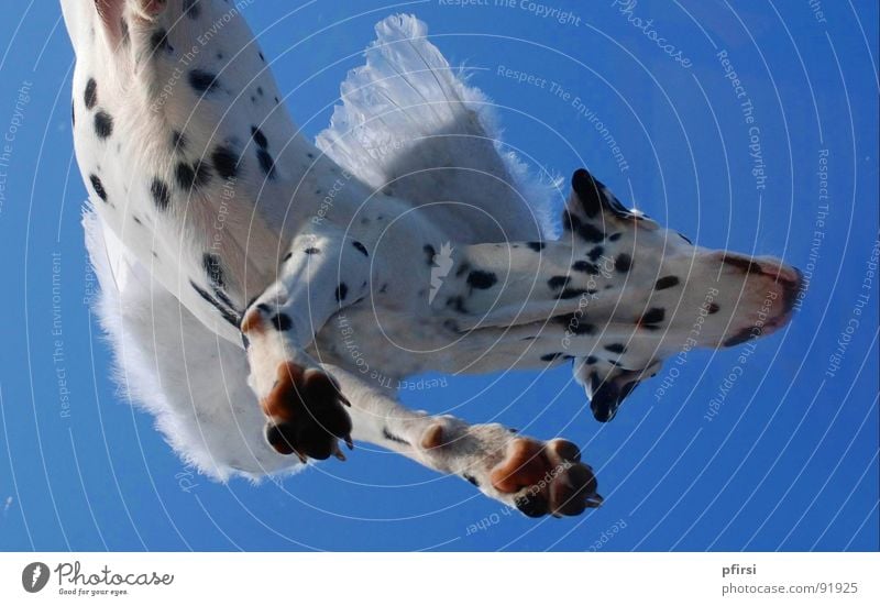 Flughund - 2 Hund Dalmatiner Dalmatien gepunktet getupft Froschperspektive weiß schwarz hängen Begleiter Säugetier dalmatian dalmation Punkt Fleck Himmel blau
