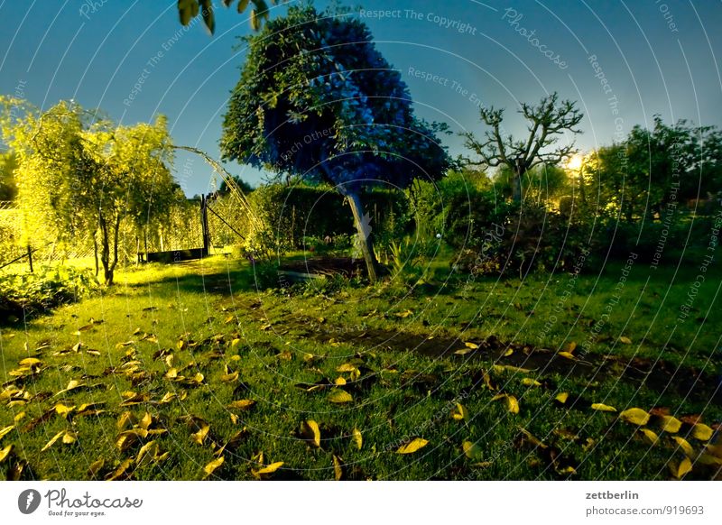 Abends im Garten ohne Herbst Schrebergarten Nacht dunkel Licht Laterne Straßenbeleuchtung Rasen Gras Blatt Baum geheimnisvoll Tatort Feierabend