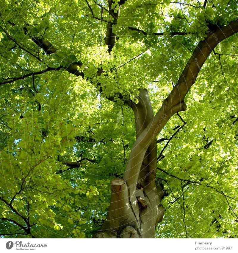 stammbaum III Baum grün Blatt Baumkrone Baumstamm Baumstruktur Gartenbau Frühling Park Natur Ast Landschaft Zweig Aktien