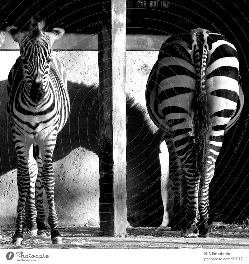 Von hinten wie von vorn ... Streifen Zebrastreifen Licht & Schatten Zoo Tier Afrika Reflexion & Spiegelung nebeneinander Säule Pfosten Trennung Fotografie