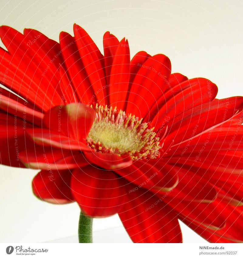 Lady in red ... Gerbera Korbblütengewächs Blume Blüte Blütenblatt rot gelb grün beige Unschärfe Stengel Quadrat Mitte Frühling Makroaufnahme Nahaufnahme gerbara
