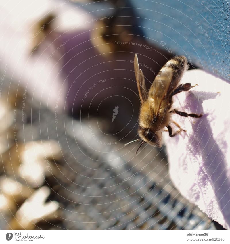 Sonnenbad Tier Nutztier Wildtier Biene Honigbiene Insekt Flügel Fell Fühler Auge Beine klein natürlich schön feminin fleißig emsig diszipliniert