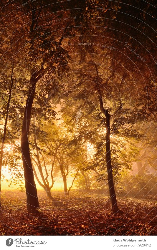 Zauberlicht im Wunderwald Umwelt Natur Landschaft Herbst Pflanze Baum Sträucher Blatt Park Wald leuchten ästhetisch braun gelb grau grün schwarz Romantik Nebel