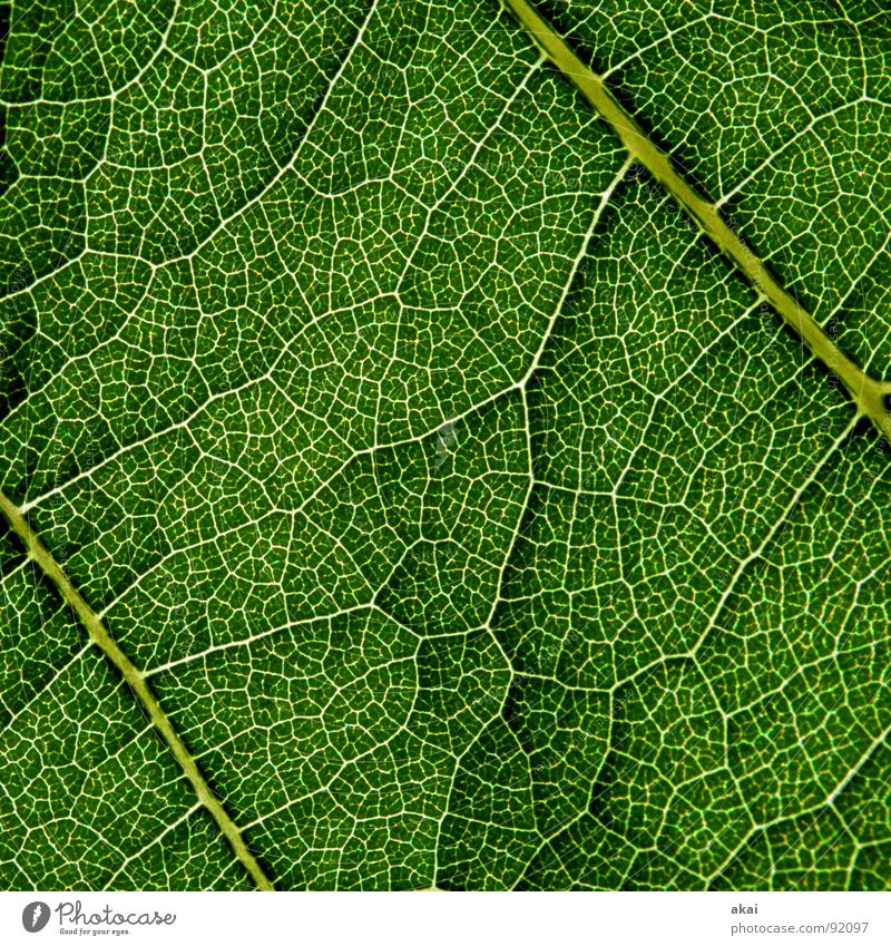 Das Blatt 4 Pflanze grün Botanik Pflanzenteile Kletterpflanzen pflanzlich Umwelt Sträucher Gegenlicht Hintergrundbild Baum nah Photosynthese reif Gefäße