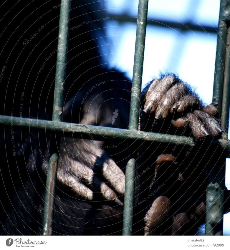 Hinter Gittern Affen Menschenaffen Tier Zoo Käfig Gehege gefangen Hand Fell Finger Nagel Fingernagel Zehen gestikulieren Körperhaltung Köln Tunnel Madagaskar