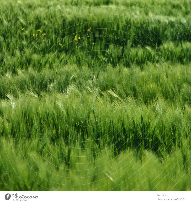 wild thing saftig mehrfarbig Feld Kornfeld Zerealien Körnerbrot Wind wehen durcheinander grün grasgrün Ähren Landwirtschaft Ackerbau Gras Halm Weizen Weizenfeld