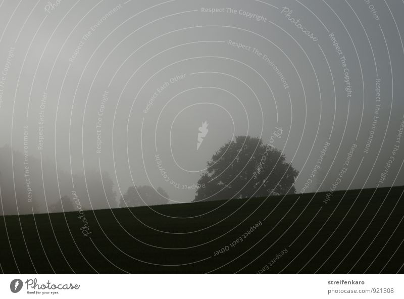 Baumsilhouetten im Nebel Landschaft Pflanze Sonnenlicht Herbst Feld Hügel Berge u. Gebirge Eifel dunkel grau Stimmung ruhig Traurigkeit Einsamkeit geheimnisvoll