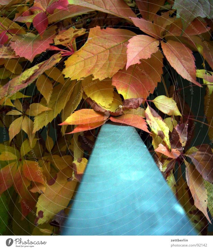 Herbst Herbstlaub Blatt mehrfarbig Komplementärfarbe rot gelb September Oktober Romantik Geländer blau vegetationspause goldener oktober herbst des lebens