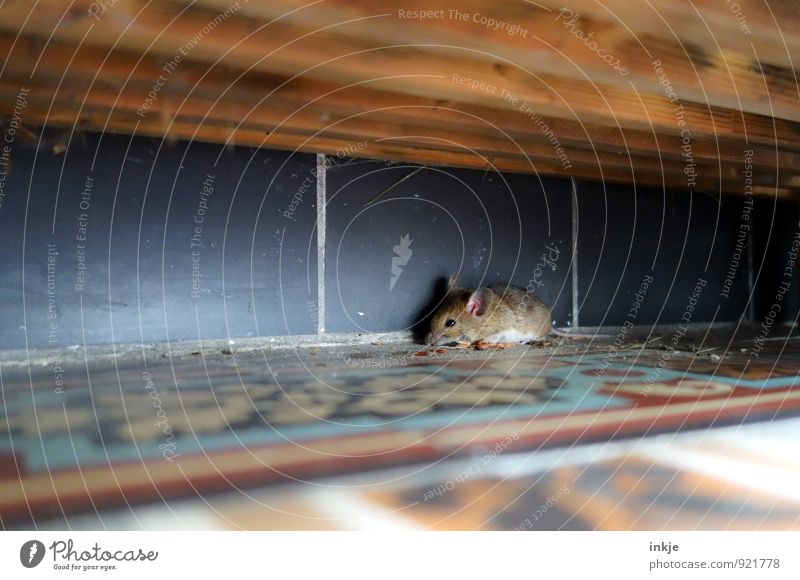 Mäuschen Menschenleer Terrasse Versteck Tier Wildtier Maus Hausmaus 1 hocken krabbeln sitzen klein Neugier niedlich Stadt verstecken entdecken Farbfoto