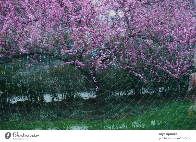 Pfirsichblüte Umwelt Natur Landschaft Pflanze Wasser Baum Blüte Pfirsichbaum Pfirsichblüten Park Moor Sumpf Blühend grün rosa Jahreszeiten Landwirtschaft