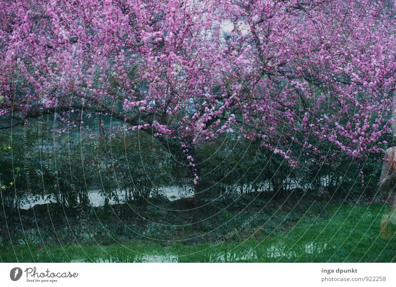 Pfirsichblüte Umwelt Natur Landschaft Pflanze Wasser Baum Blüte Pfirsichbaum Pfirsichblüten Park Moor Sumpf Blühend grün rosa Jahreszeiten Landwirtschaft