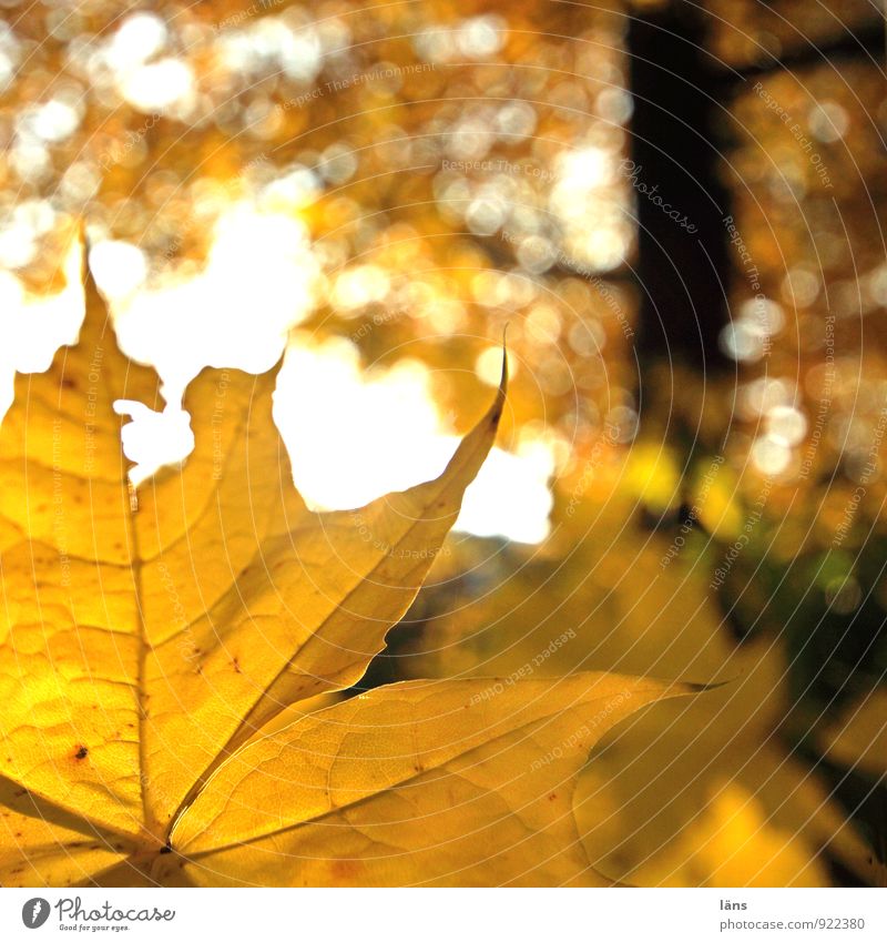 herbstgeflüster /l Umwelt Natur Landschaft Herbst Schönes Wetter Pflanze Baum Blatt Wald glänzend leuchten dehydrieren Freundlichkeit gelb orange