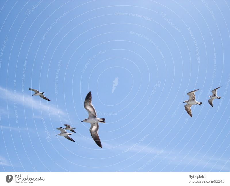 Möwen über Costa Rica Vogel Wolken Meer Meeresvogel Himmel Freiheit blau gulls birds freedom sky blue clouds ocean seebirds
