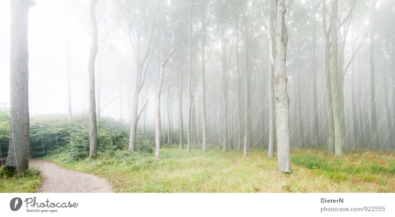 Nebelwald Natur Landschaft Klima Wald braun grau grün Gespensterwald Mecklenburg-Vorpommern Farbfoto Außenaufnahme Menschenleer Textfreiraum oben