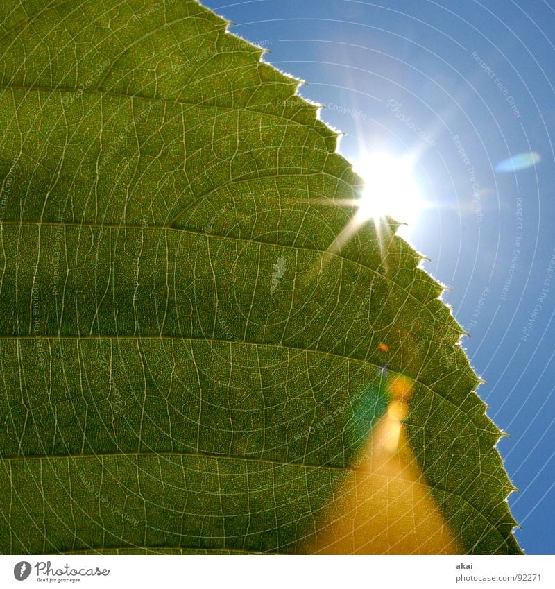 Das Blatt 6 Pflanze grün Botanik Pflanzenteile Kletterpflanzen pflanzlich Umwelt Sträucher Gegenlicht Hintergrundbild Baum nah Licht Photosynthese reif Gefäße