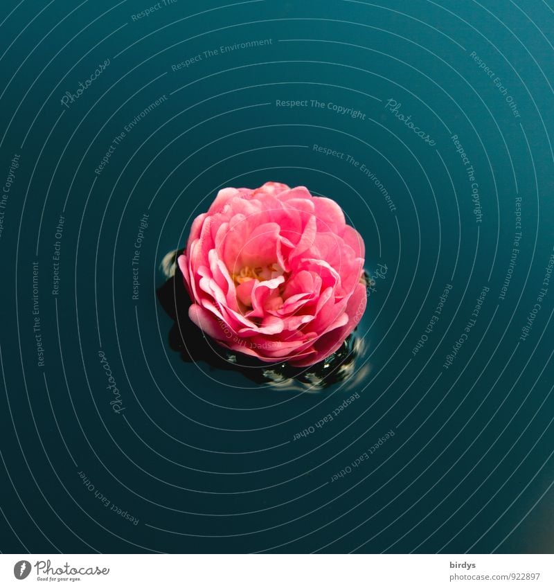 Rosenwasser Wasser Blüte Rosenblüte Blühend Duft Schwimmen & Baden ästhetisch positiv schön blau rosa ruhig Mittelpunkt rein Blume 1 Im Wasser treiben Farbfoto