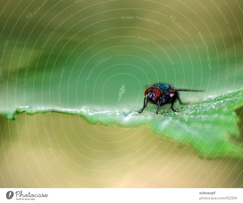 Gleich flieg ich weg... Blatt Insekt Schüchternheit grün Makroaufnahme Stechmücke Schädlinge 6 Facettenauge Unschärfe lau Wachsamkeit Wildnis Futter hässlich