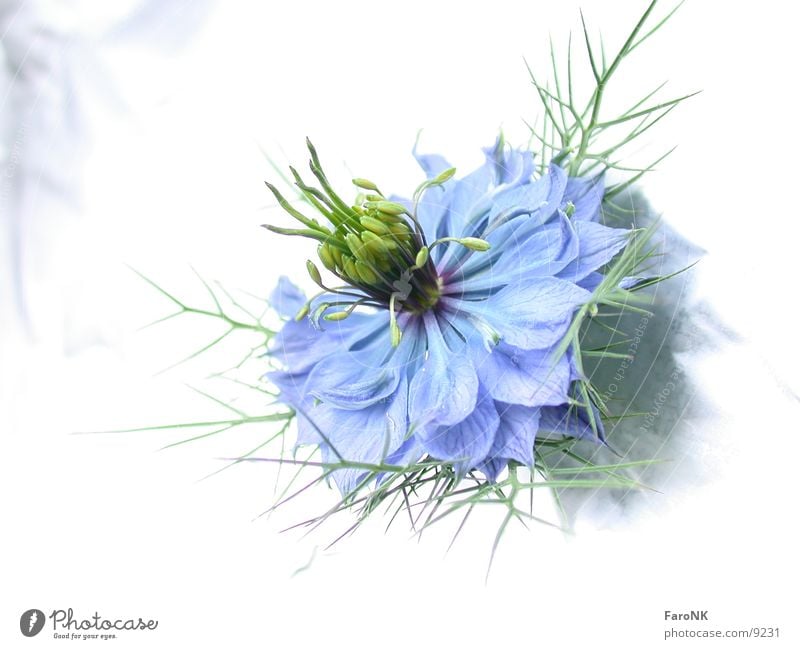 Blüte Pflanze Blume Makroaufnahme Nahaufnahme blau