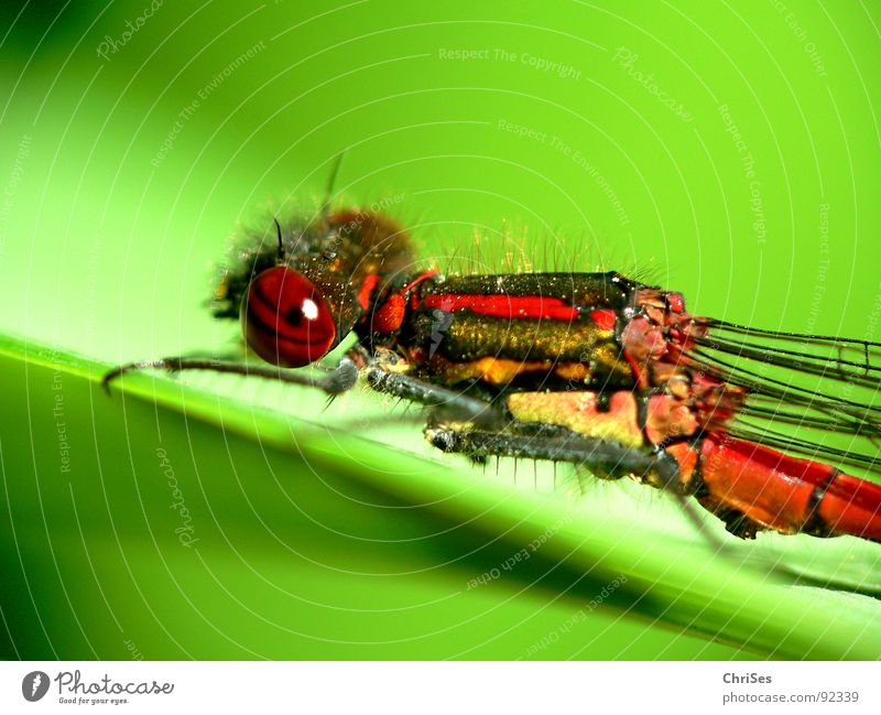 Frühe Adonisjungfer  (Pyrrhosoma nymphula)_01 Frühe Adonislibelle Libelle Insekt rot Tier grün gelb Sommer Gliederfüßer Klein Libelle Schlanklibelle Grimasse