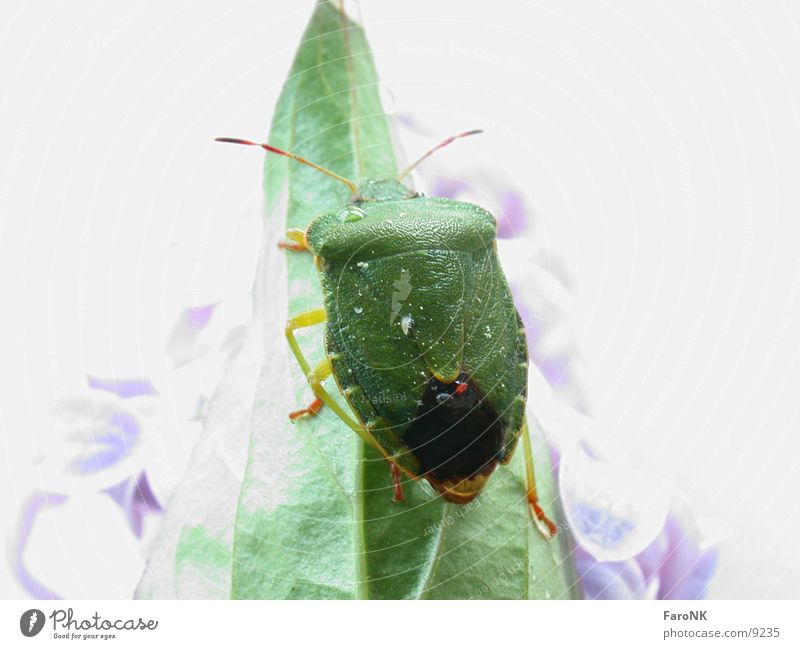 Wanze Tier Blatt grün Verkehr Käfer
