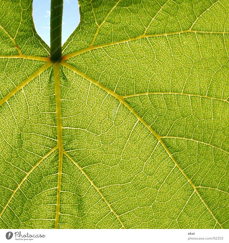 Das Blatt 7 Pflanze grün Botanik Pflanzenteile Kletterpflanzen pflanzlich Umwelt Sträucher Gegenlicht Hintergrundbild Baum nah Photosynthese reif Gefäße