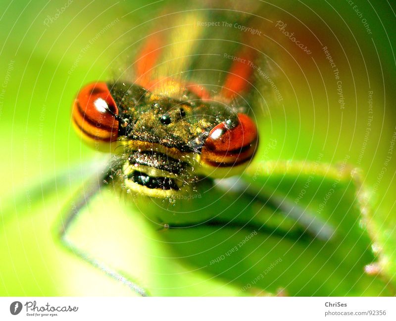 frontal : Frühe Adonisjungfer (Pyrrhosoma nymphula)_02 Frühe Adonislibelle Libelle Insekt rot Tier grün gelb Sommer Gliederfüßer Klein Libelle Schlanklibelle
