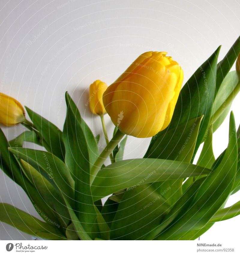 Tulipa Tulpe Blumenstrauß Tulpenblüte Blüte gelb grün beige Stengel Blütenstiel Quadrat anlehnen Frühling saftig frisch Blühend tulipa tulpenstrauß blumenstiel
