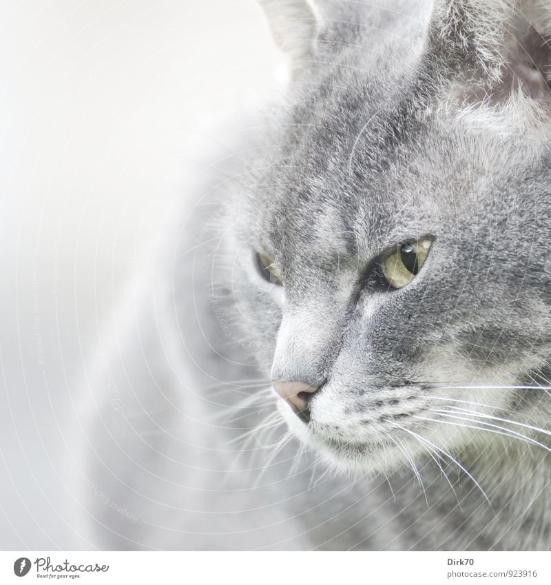 Selbstbewusst Tier Haustier Katze Tiergesicht 1 beobachten Blick ästhetisch rebellisch gelb grau rosa schwarz weiß selbstbewußt Coolness Kraft Willensstärke Mut