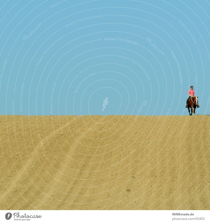 Der Horizont II himmelblau Feld gelb Spurrinne Ferne Pferd rosa weiß braun Sommer Gefühle Gute Laune Einsamkeit ruhig genießen laufen klein groß Gelassenheit