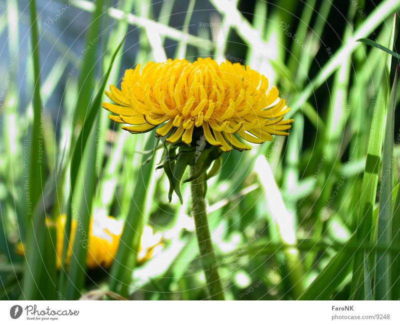 Löwenzahn Blume Blüte gelb