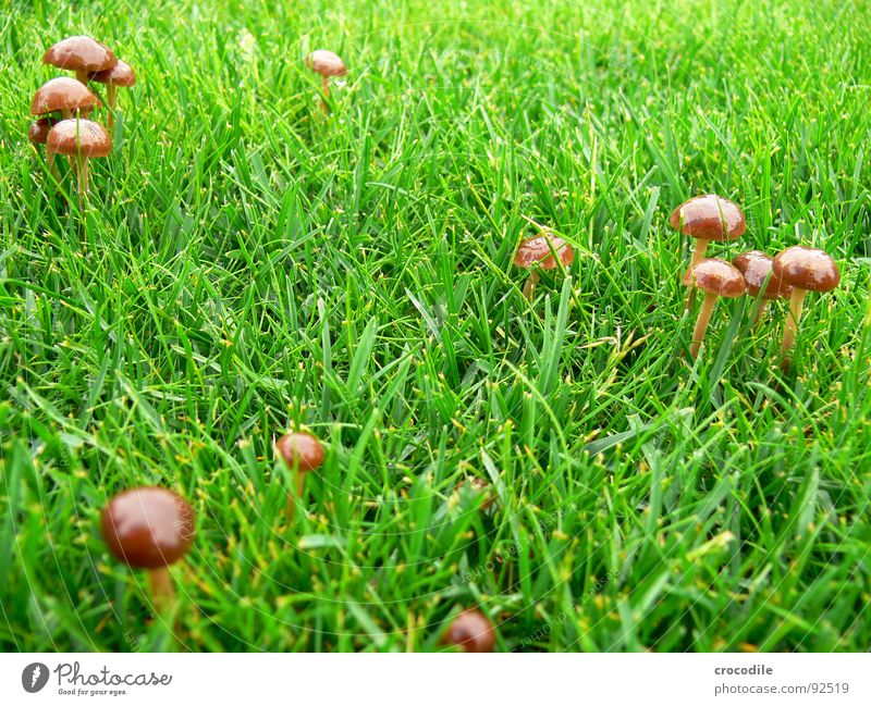 Pilz im grünen Gras Gift essbar schießen braun Stengel Makroaufnahme Nahaufnahme Rasen Pilzhut Hut Jägerschnitzel
