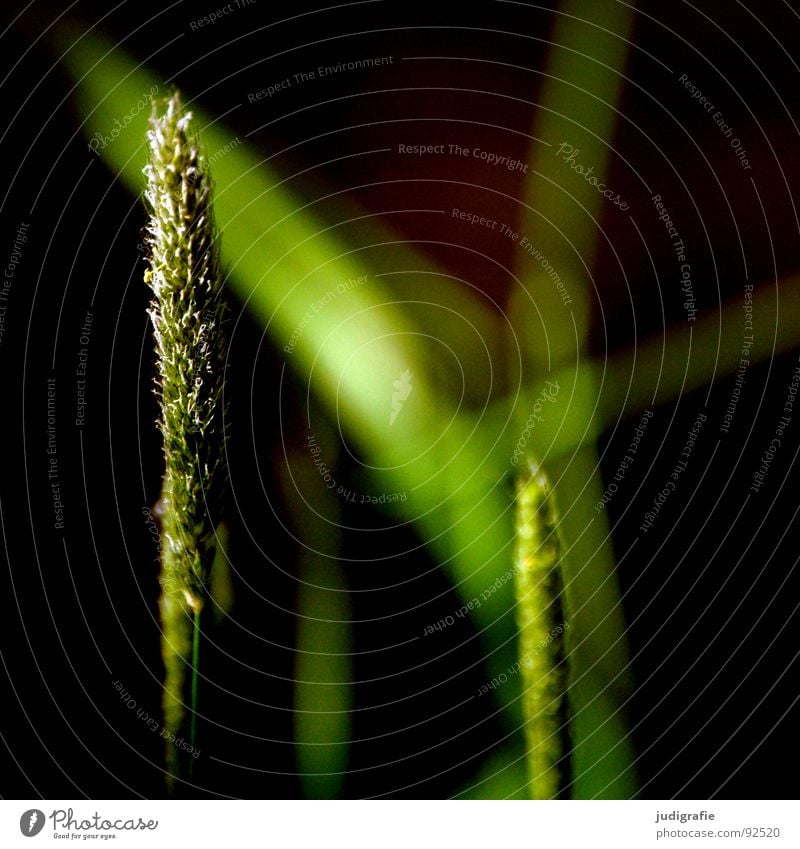 Gras Licht grün Stengel Halm Ähren glänzend schön weich Rauschen Wiese zart beweglich sensibel federartig Pflanze Makroaufnahme Nahaufnahme Sommer Sonne Pollen
