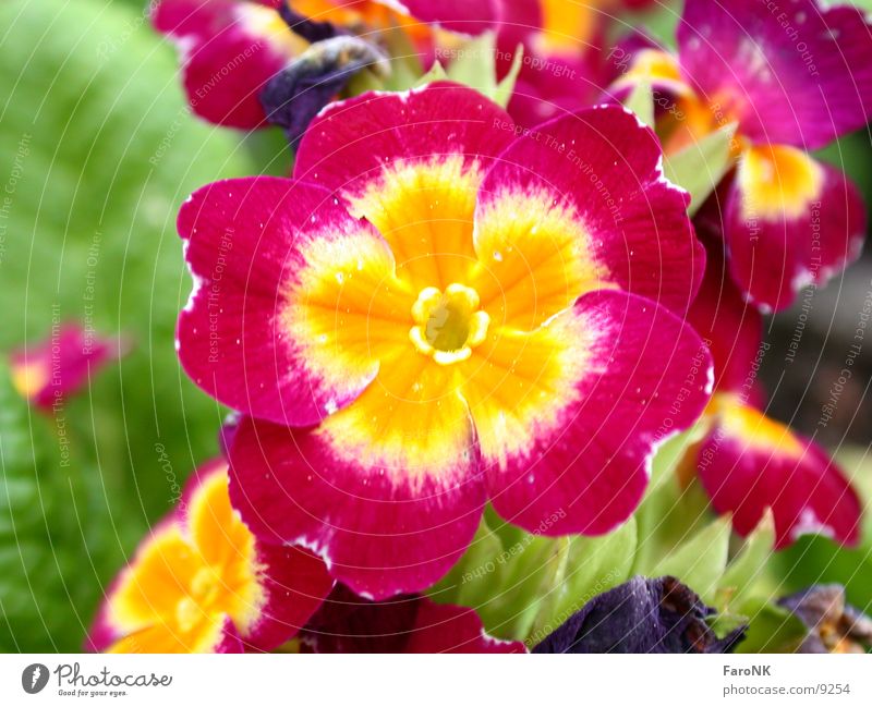 Primel Kissen-Primel Blüte Pflanze Blume